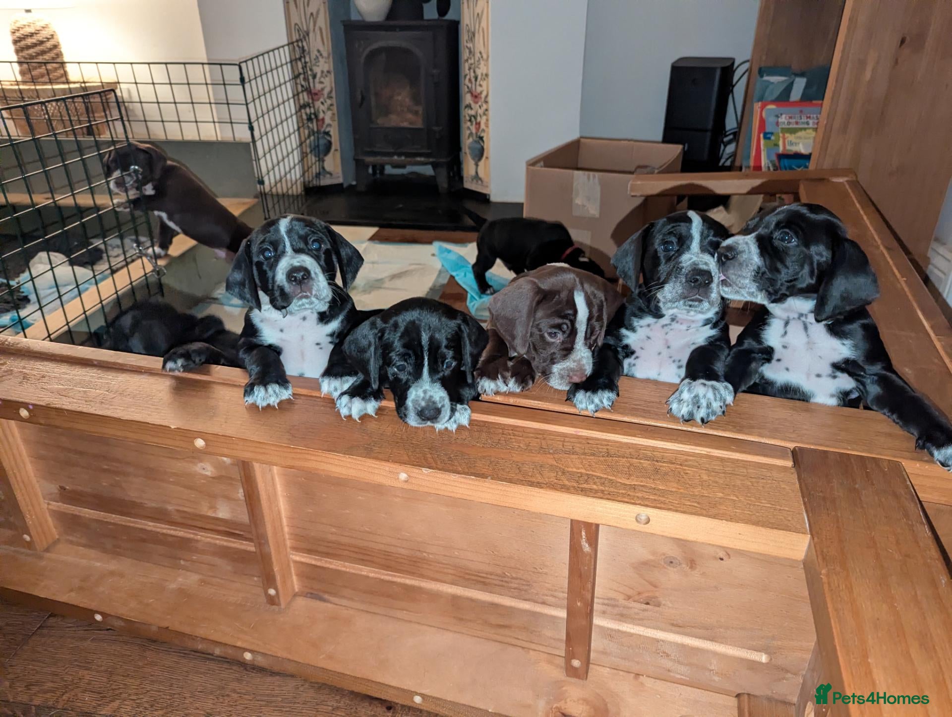 Mixed Breed dogs Only 4 Beautiful Cockermatians left!!!! - Advert 12