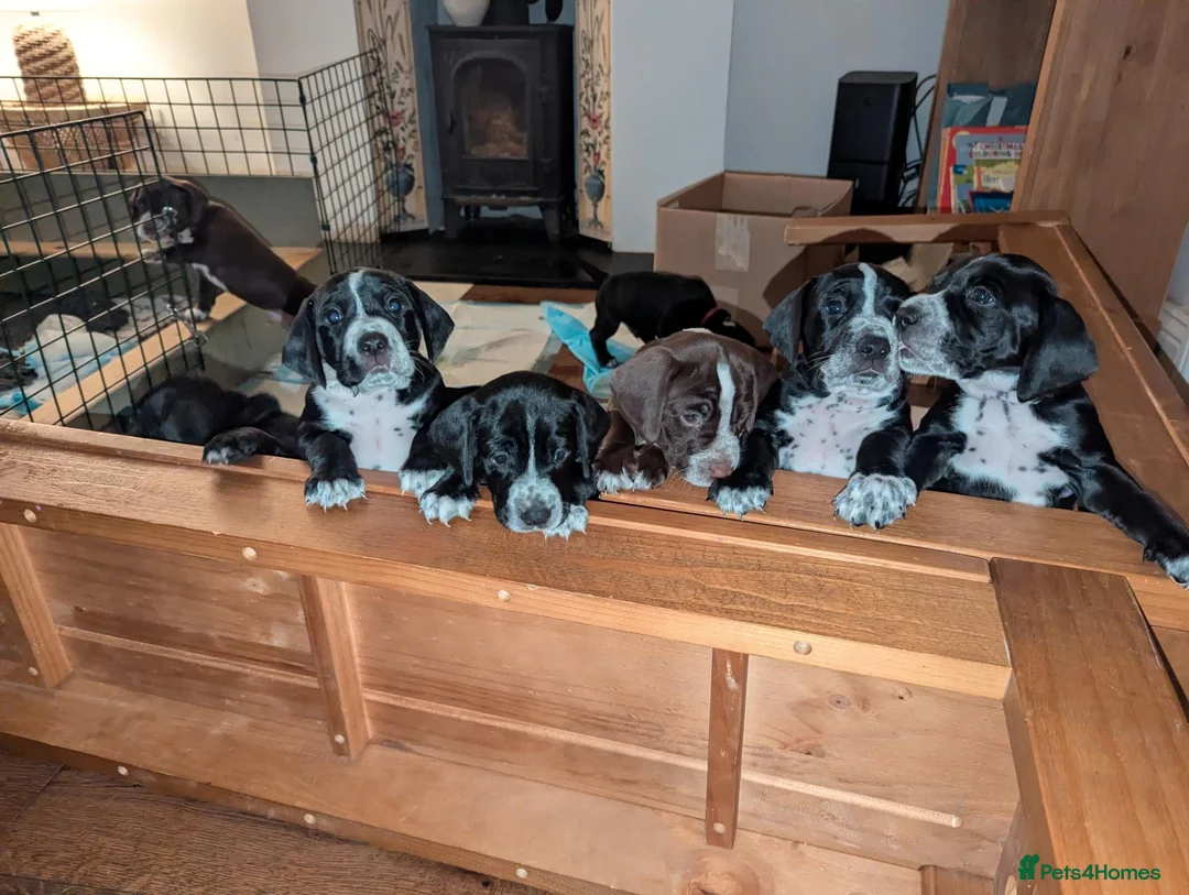 Mixed Breed dogs for sale: Only 2 Beautiful male Cockermatians left!!!! - Advert 1