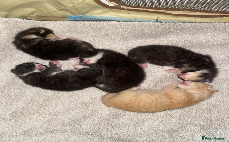 Domestic Shorthair cats - Advert 11