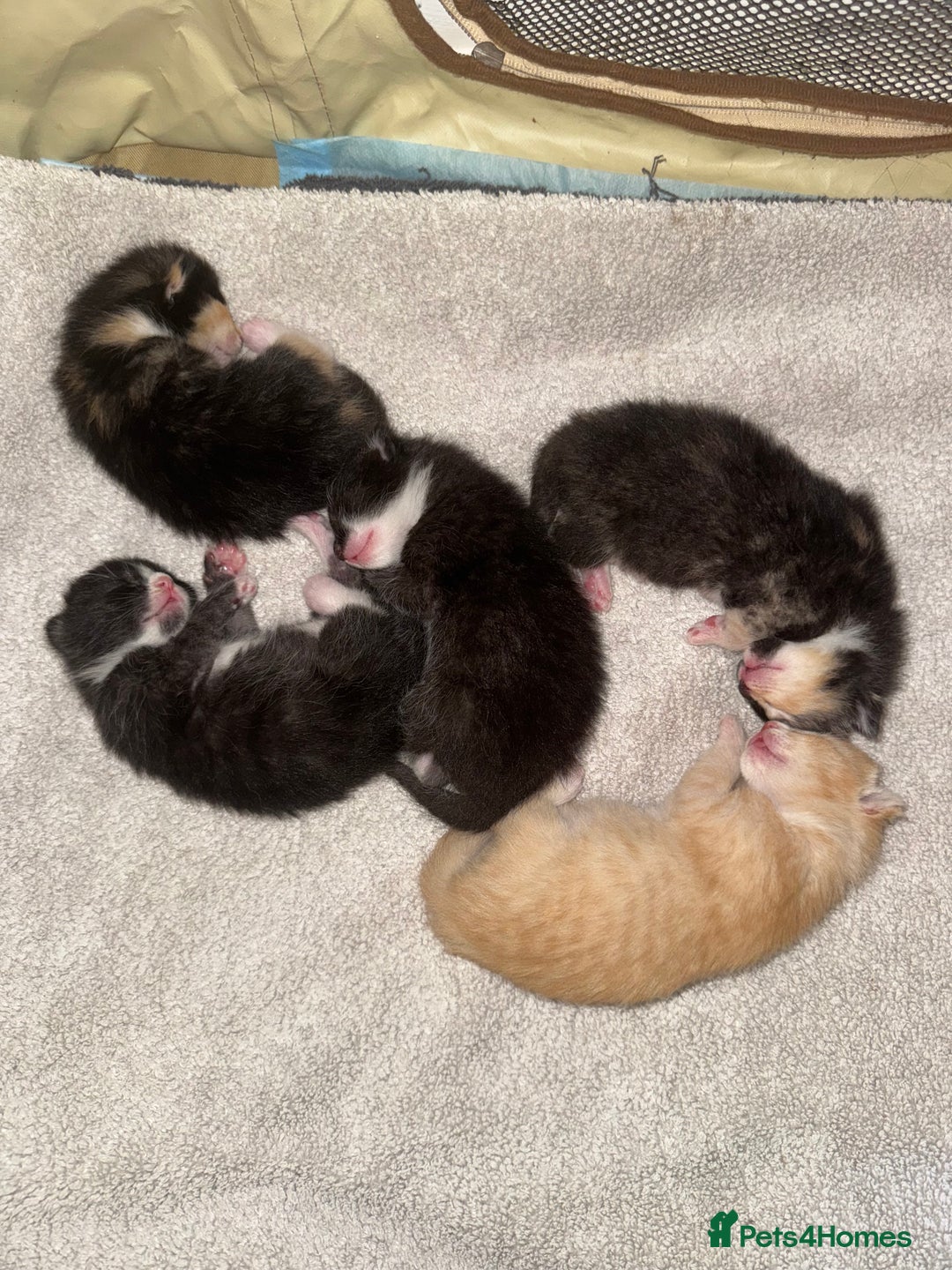 Domestic Shorthair cats for sale: 4 beautiful kittens  - Image 1