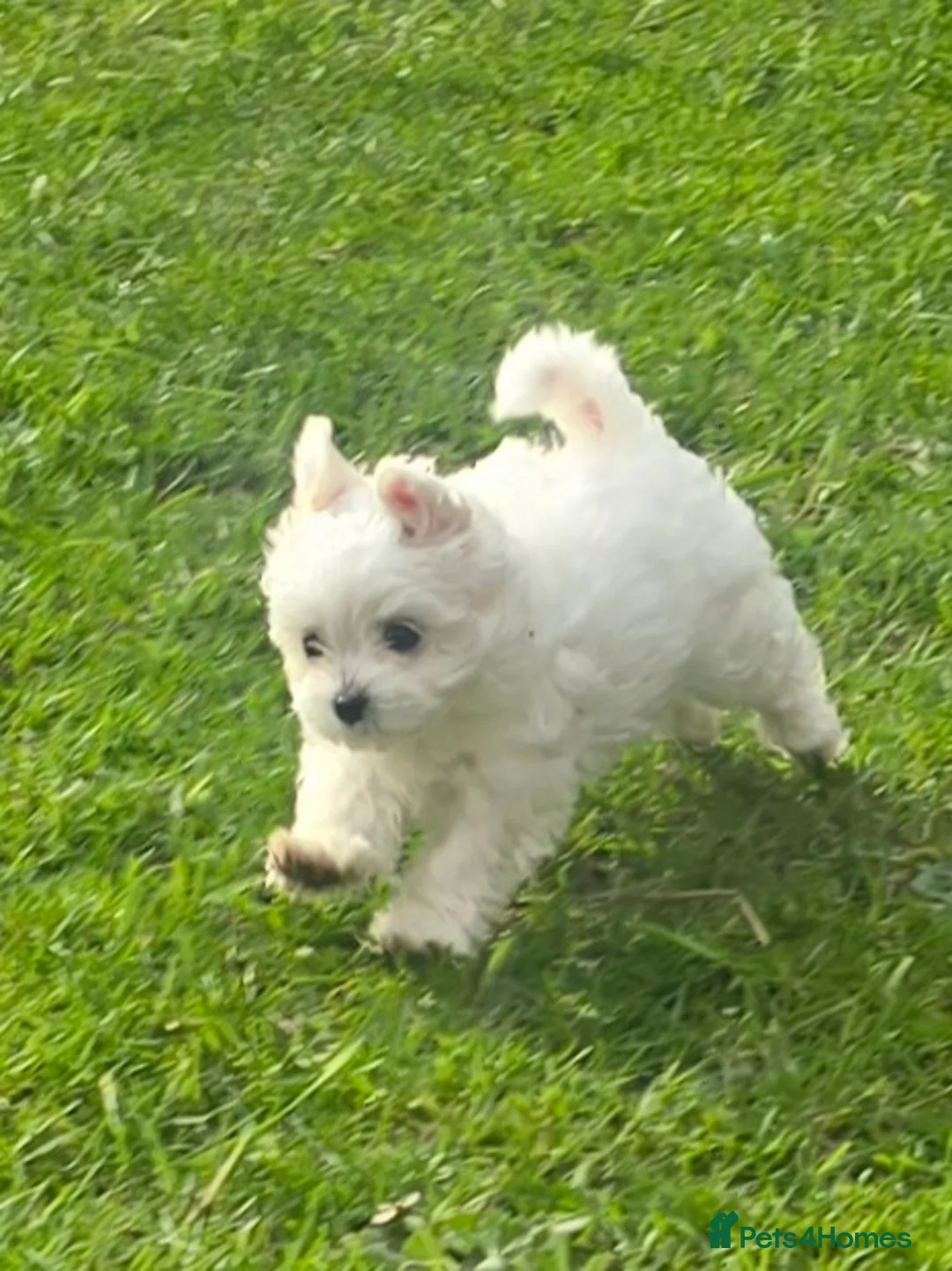 Maltese dogs for sale: Beautiful Maltese puppies  in Portsmouth - Advert 4