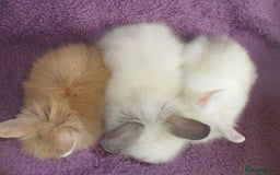 Lionhead rabbits for sale: BEAUTIFUL BABY DOUBLEMANE LIONHEAD RABBITS MALE - Image 4