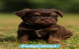 Yorkshire Terrier dogs for sale: Chocolate Yorkshire Terrier  - Image 5