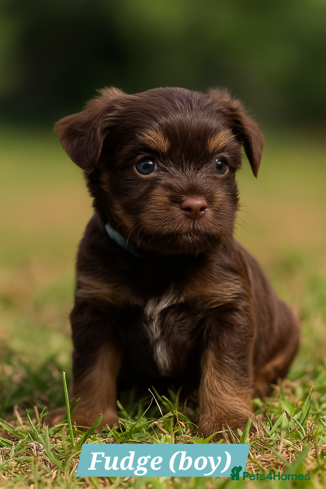Yorkshire Terrier dogs for sale: Chocolate Yorkshire Terrier  - Image 5
