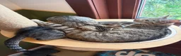 Mixed Breed cats for sale: Tabby girl - Advert 2