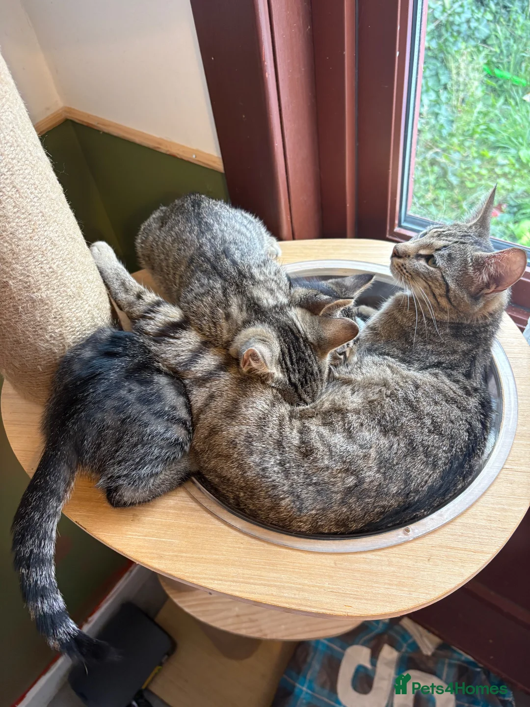 Mixed Breed cats for sale: Tabby girl - Advert 2