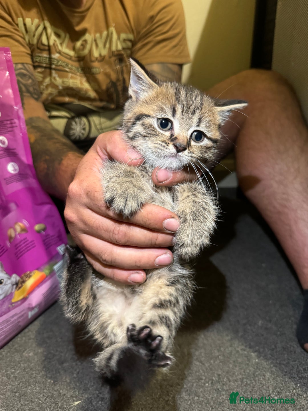 British Shorthair cats for sale: British shorthair mixed  - Image 1