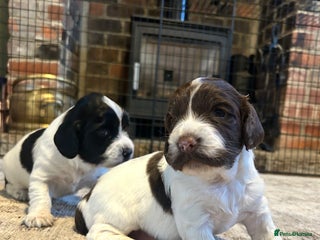 English Springer Spaniel dogs Working Springer Spaniel Puppies - Advert 1