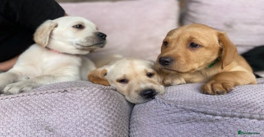 Labrador Retriever dogs - Advert 4