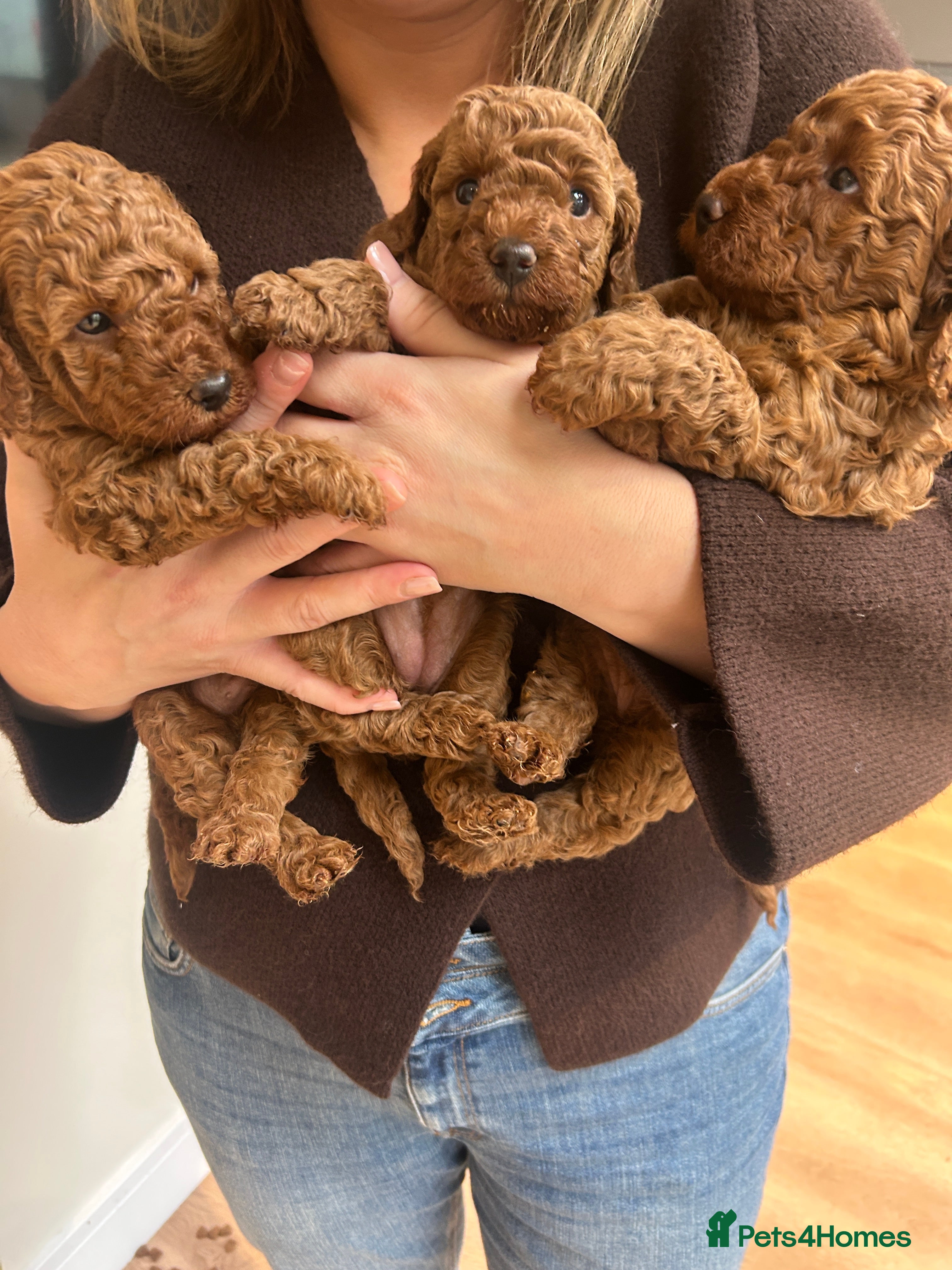 Cockapoo dogs Red f2b Cockapoo Pups  - Advert 3