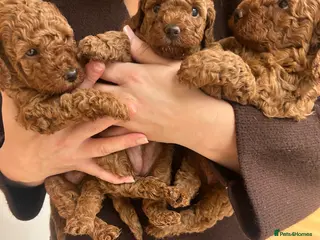 Cockapoo dogs Red f2b Cockapoo Pups - Advert 3
