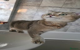 British Shorthair cats for sale: British Shorthair Chinchilla Brown/Grey  - Image 2