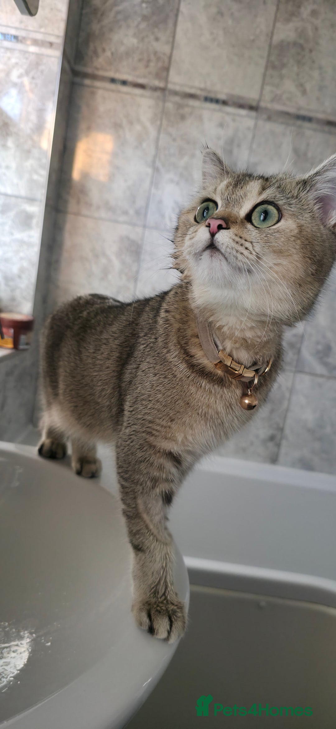 British Shorthair cats for sale: British Shorthair Chinchilla Brown/Grey  - Image 2