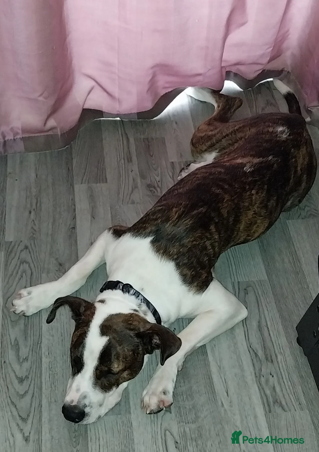 Mixed Breed dogs for sale: Atlas the Bull Lurcher in Bradford - Advert 7