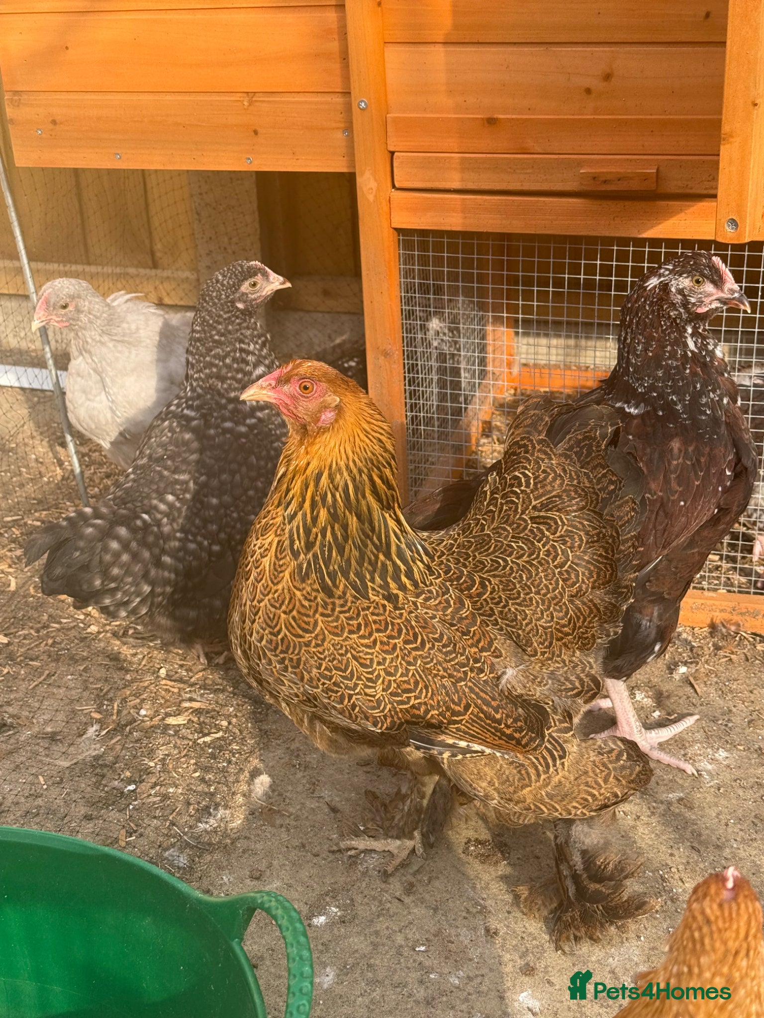 Chickens poultry Hens and Orpington chicks  - Advert 1