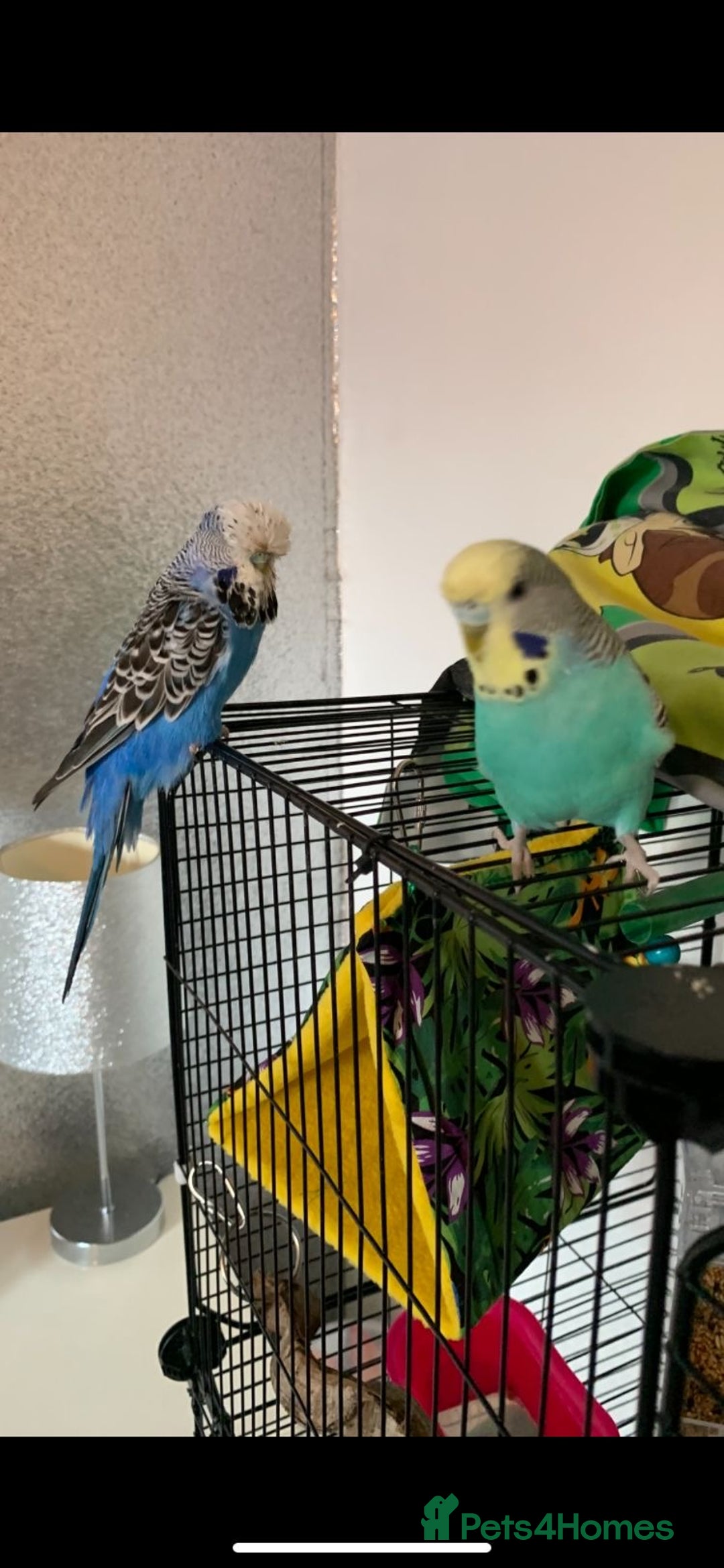 Canaries birds for sale: Budgies zebra finches  - Advert 3