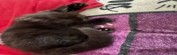 Mixed Breed cats for sale: Female long hair kittens in Southampton - Advert 9