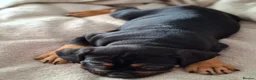 Old Tyme Bulldog dogs for sale: Old tyme bulldog puppies for sale - Advert 6