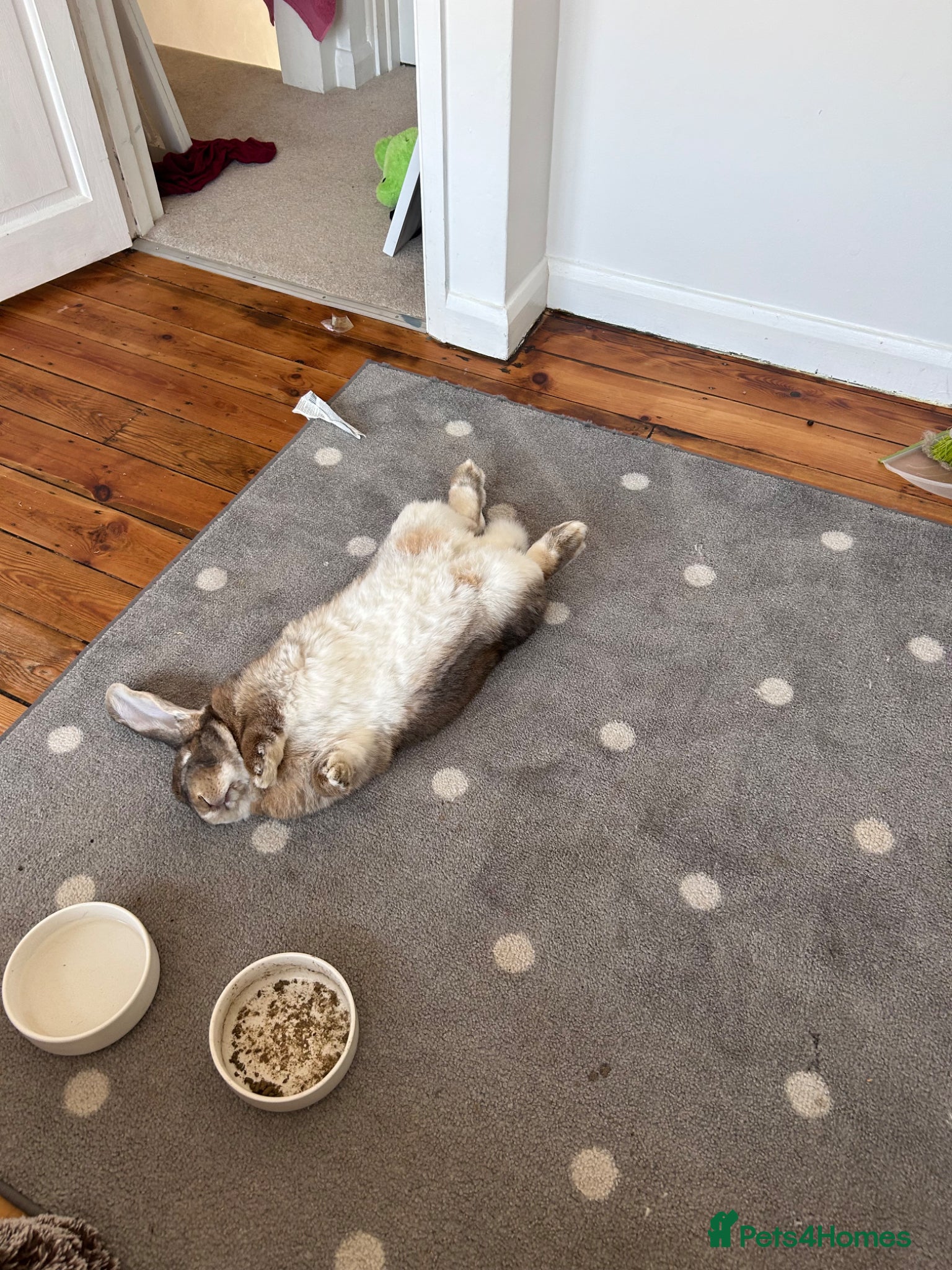 French Lop rabbits for sale: two gorgeous male french lops one giant  in Etchingham - Advert 2