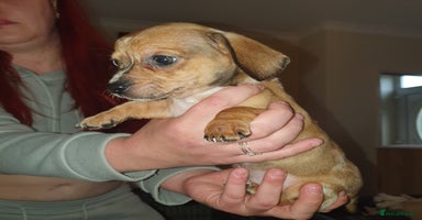 Miniature Dachshund dogs - Advert 11