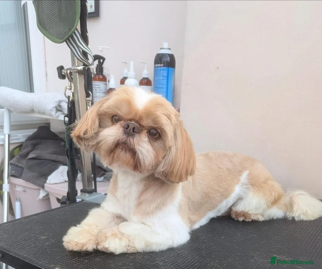 Shih Tzu dogs for sale: 5 Adorable Shih Tzu puppies-Will be ready 13th Dec - Advert 2