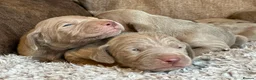 Weimaraner dogs for sale: KC Registered silver Weimaraner puppies in Mold - Advert 9