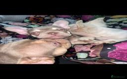 French Bulldog dogs for sale: 🐾 7 of the most Loving French Bulldogs 🐾🐶🩷 - Image 1