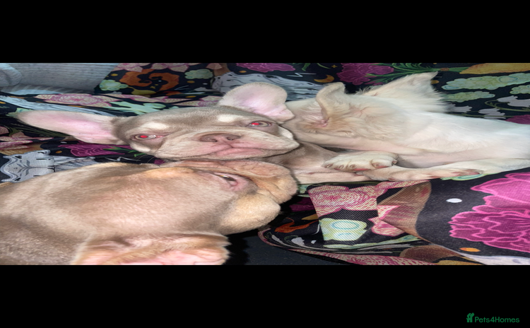 French Bulldog dogs - Advert 4