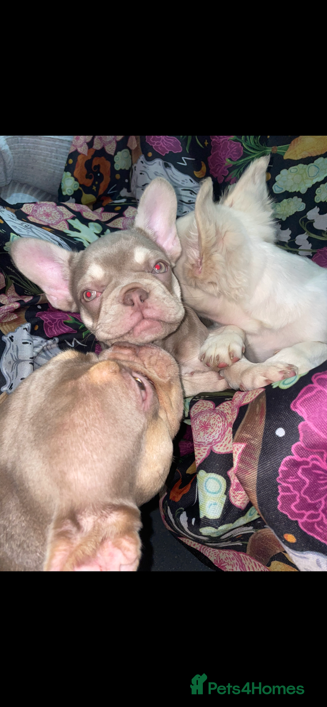 French Bulldog dogs for sale: 🐾 7 of the most Loving French Bulldogs 🐾🐶🩷 - Image 1
