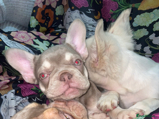 French Bulldog dogs for sale - Advert 1