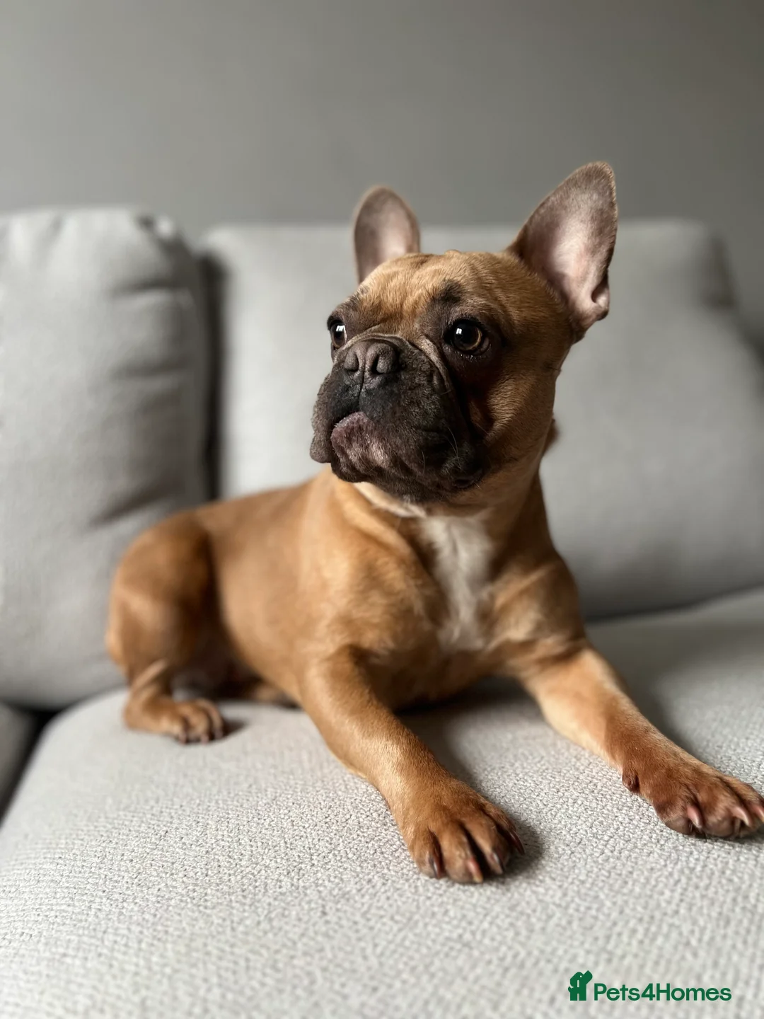 French Bulldog dogs for sale: 2yr old frenchie girl  - Advert 2