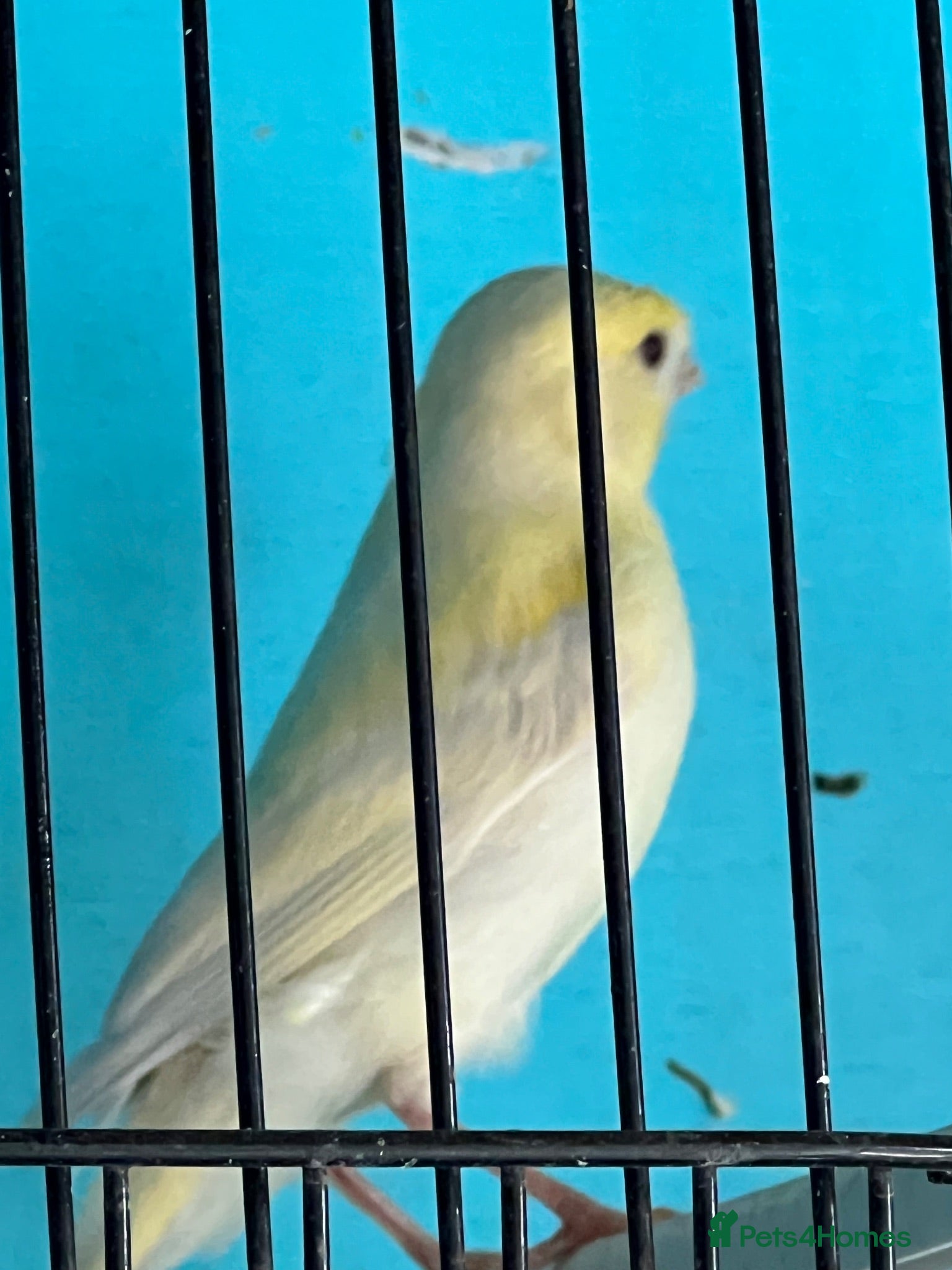 Canaries birds Young canaries  - Advert 2