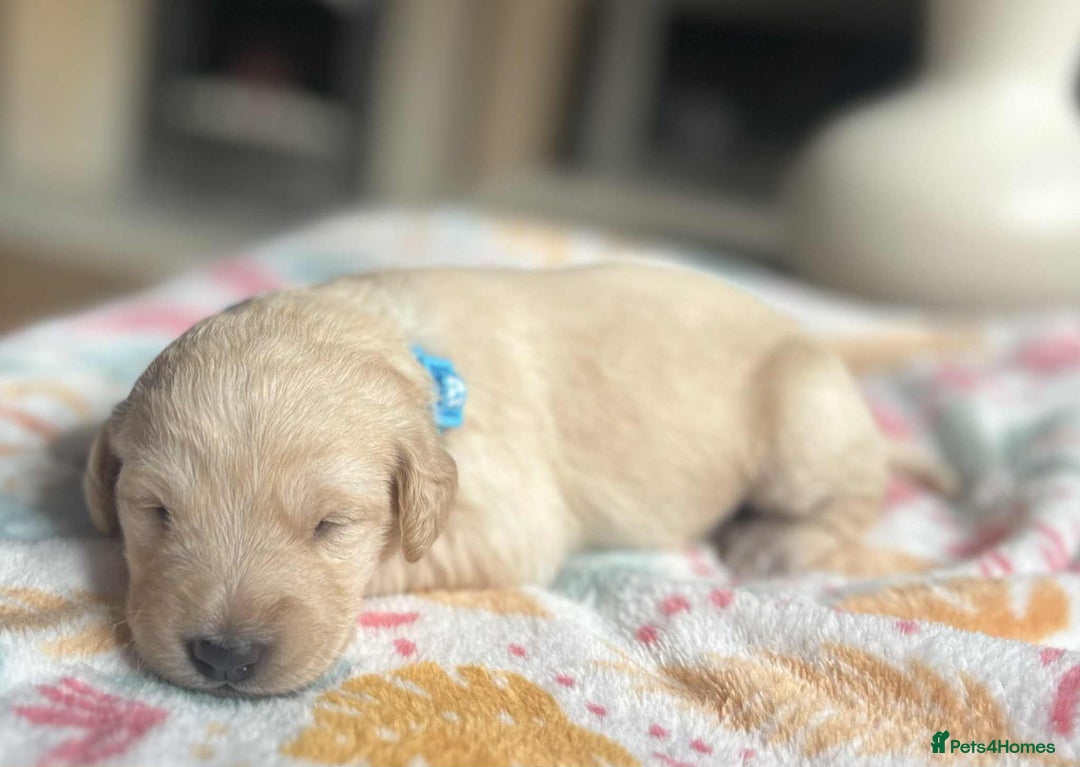 Labradoodle dogs for sale: Miniature Labradoodles  - Image 10