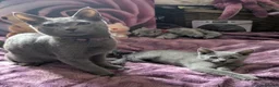 Russian Blue cats for sale: Russian Blue boy , N.London - Advert 9