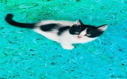 Mixed Breed cats for sale: 3 Beautiful Kittens - Image 7