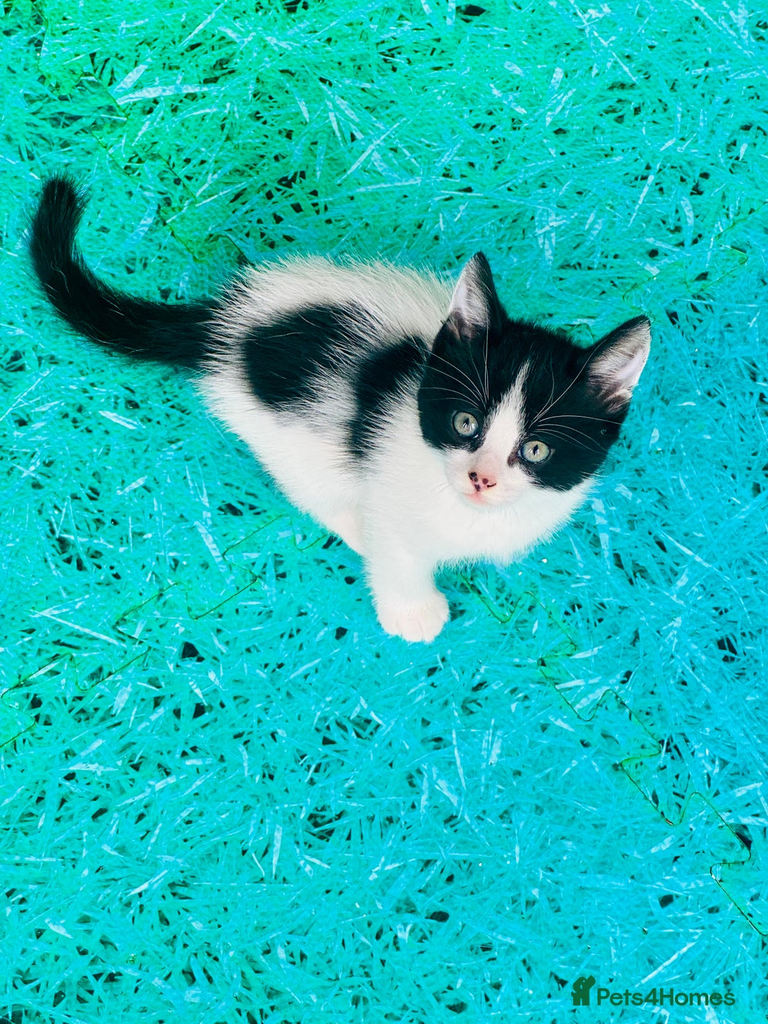 Mixed Breed cats for sale: 3 Beautiful Kittens - Image 7