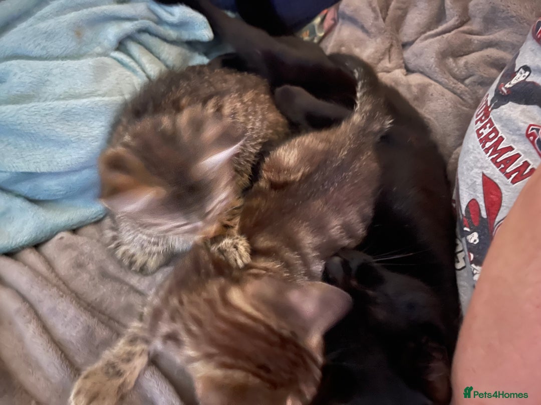 Mixed Breed cats for sale: Mixed breed kittens - Image 8