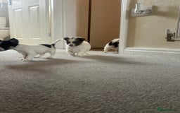 Mixed Breed dogs for sale: Miniature chihuahua X Jack russell puppies  - Image 19