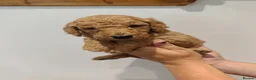Labradoodle dogs for sale: 🐾 Beautiful Red Labradoodle Puppies – 5 Boys  🐾 - Advert 21