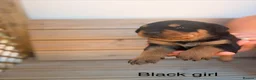 Rottweiler dogs for sale: Outstanding Rottweiler Puppies - Advert 22