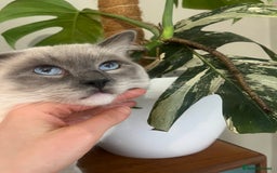 Ragdoll cats for sale: Stunning mink Ragdoll baby’s! 🩶🐱🩶 - Image 19