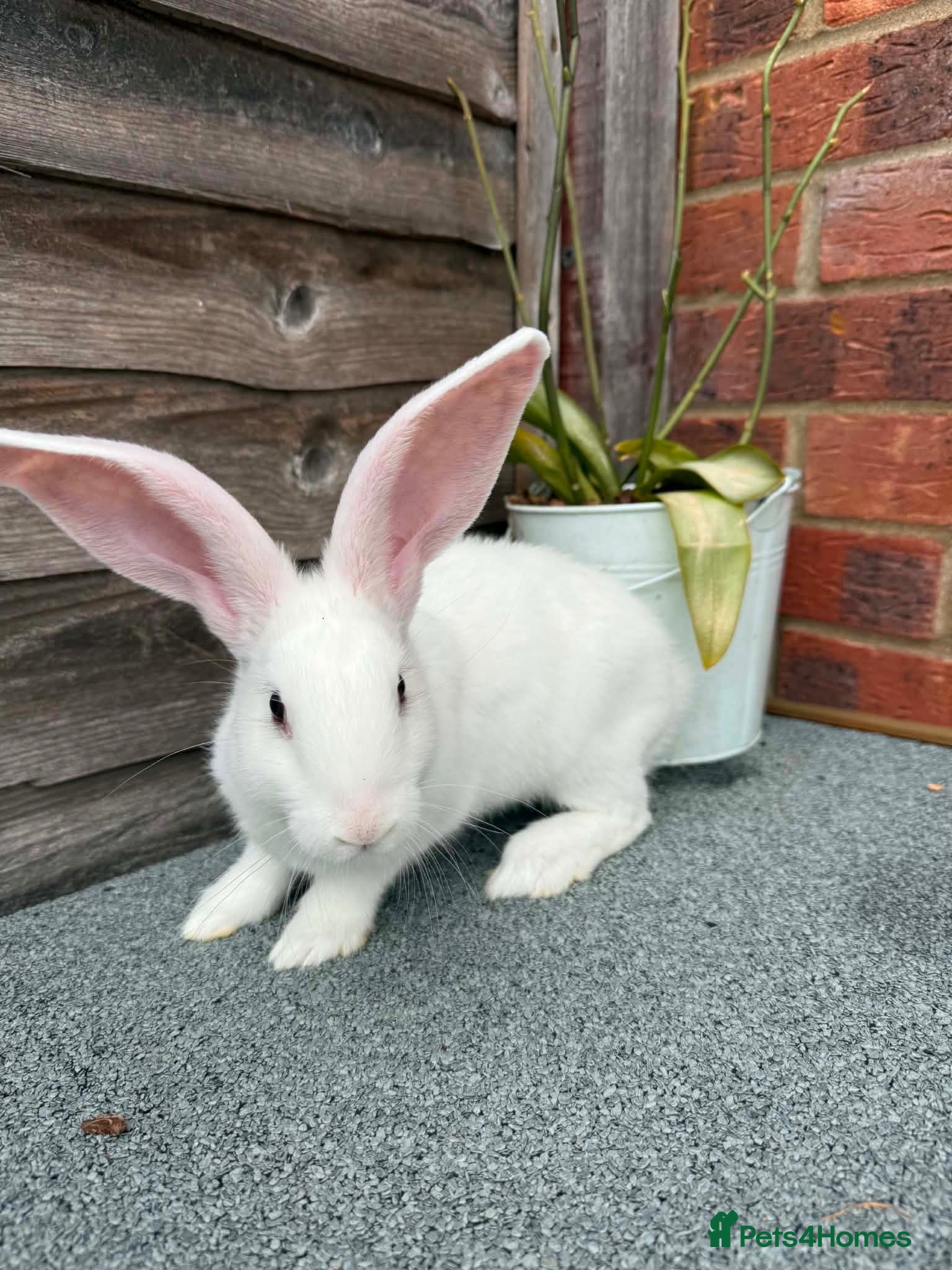 Continental Giant rabbits 🐰🐰🐰 Continental Giant Rabbits  - Advert 3