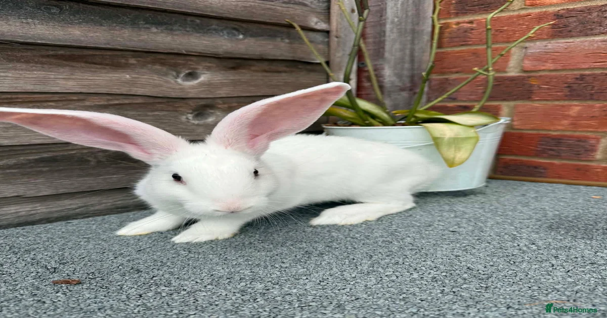 Rabbits for Sale for sale | Pets4Homes