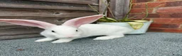 Continental Giant rabbits for sale: 🐰🐰🐰 Continental Giant Rabbits  - Advert 3
