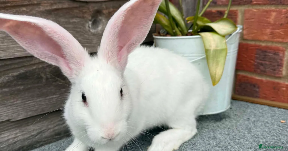 Nevada Rabbits Rabbits for Sale for sale | Pets4Homes