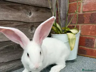 Continental Giant rabbits 🐰🐰🐰 Continental Giant Rabbits - Advert 3