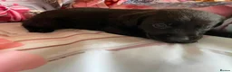 Labrador Retriever dogs for sale: Labrador puppies deposit secures in Castleford - Advert 6
