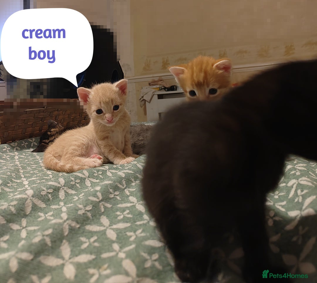 Mixed Breed cats for sale: 6 Gorgeous Kittens Looking for Forever Homes  - Image 24
