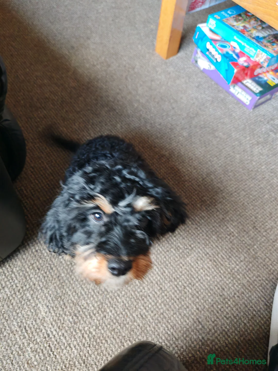 Cavapoo dogs for sale: Cavapoo (honey)  - Advert 2