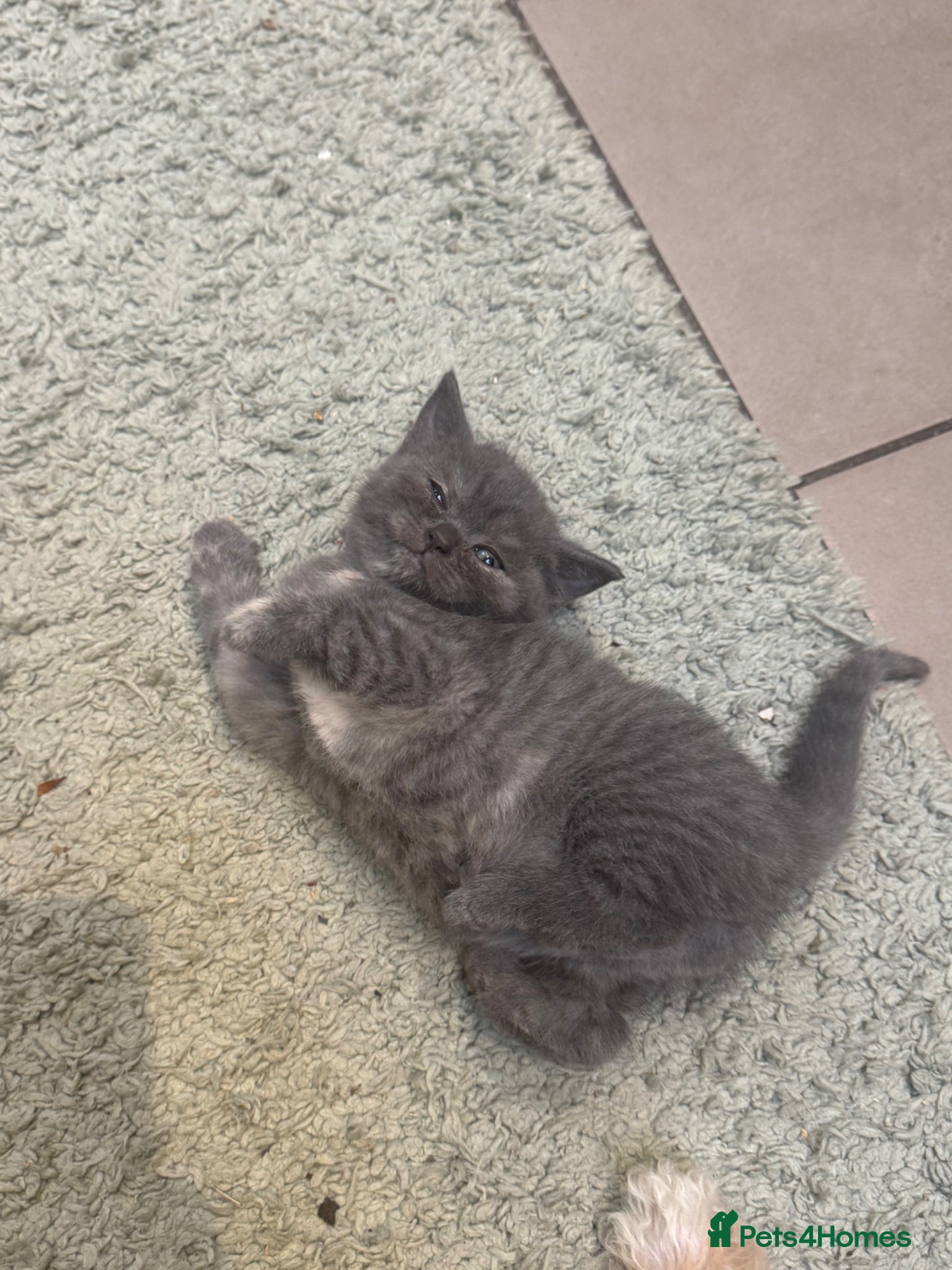British Shorthair Kitten 1